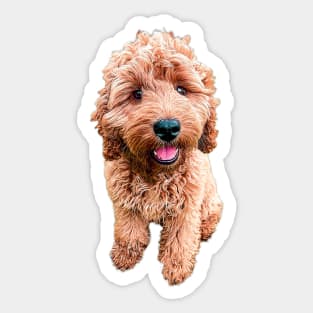 Cockapoo Cavapoo Labradoodle Goldendoodle Doodles Sticker